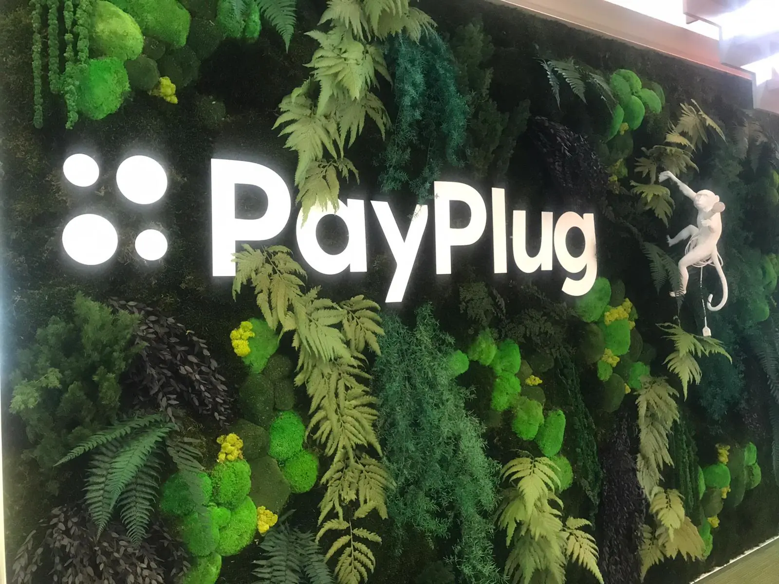 Logo Payplug en lettres blanches rétroéclairées sur mur végétal stabilisé